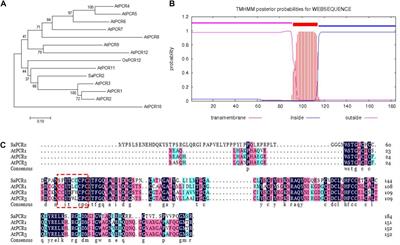 Plant Cadmium Resistance 2 (SaPCR2) Facilitates Cadmium Efflux in the Roots of Hyperaccumulator Sedum alfredii Hance